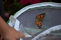 Kids_ButterflyRelease (15)